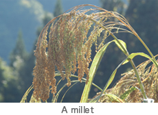 a millet